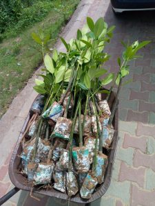 Read more about the article Donated 250 Mangrove seedlings to Kilifi