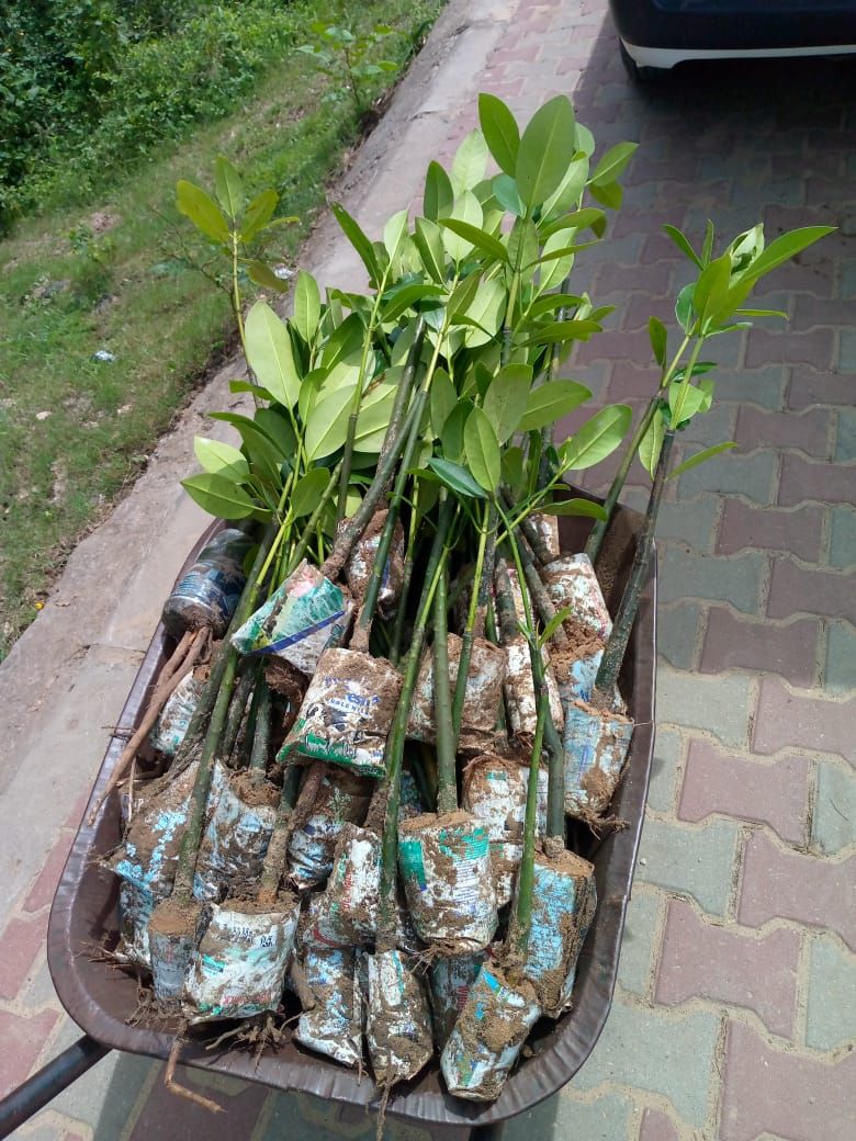 Seedlings donation